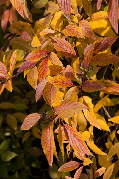 Autumn many-coloured leaves — Stock Photo, Image
