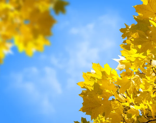 Feuilles jaunes d'automne — Photo