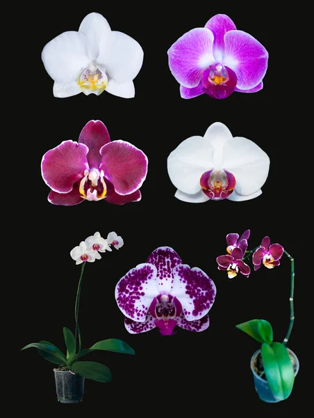 Grupp av orkidéer isolerade Royaltyfria Stockbilder