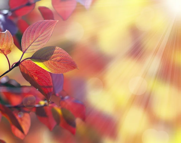 Hojas de otoño de muchos colores — Foto de Stock