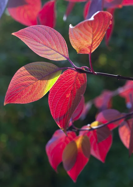 Outono folhas de muitas cores — Fotografia de Stock