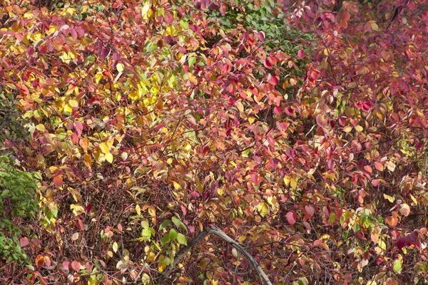 Outono folhas de muitas cores — Fotografia de Stock