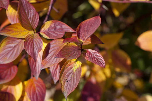 Осенние разноцветные листья — стоковое фото