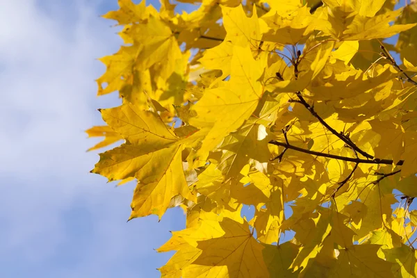Őszi sárga levelek — Stock Fotó