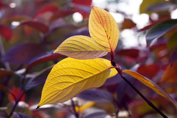Το φθινόπωρο τα πολύχρωμα φύλλα — Φωτογραφία Αρχείου