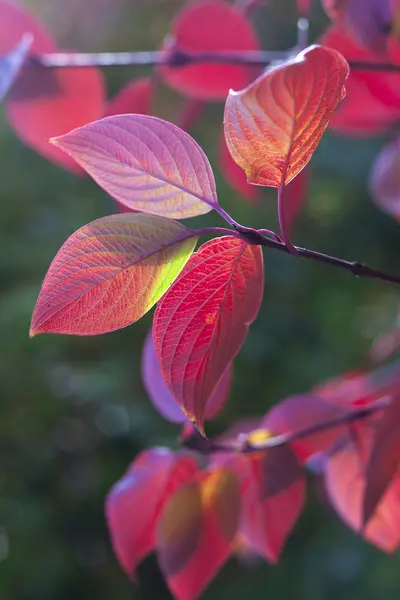 Hojas de otoño de muchos colores —  Fotos de Stock