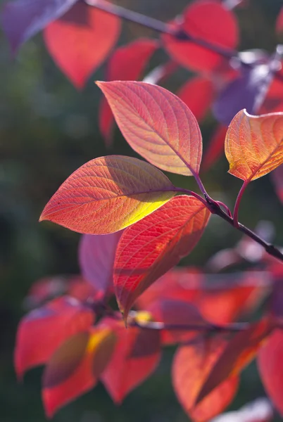 Veel-gekleurde Herfstbladeren — Stockfoto