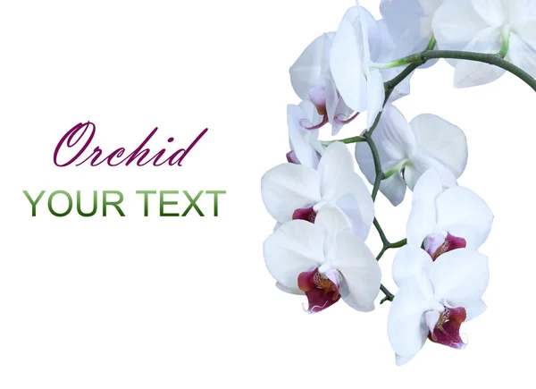 Orchidea bianca isolata — Foto Stock