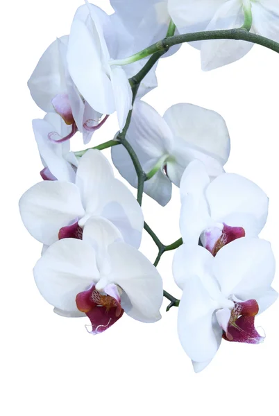 Белая орхидея изолирована — стоковое фото