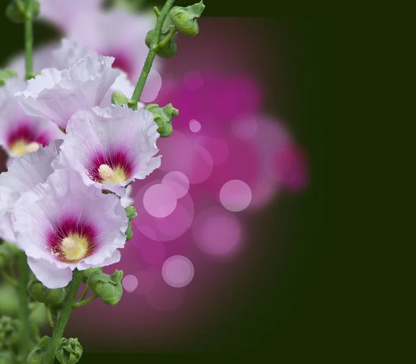 Pink mallow blossoms — Stock Photo, Image
