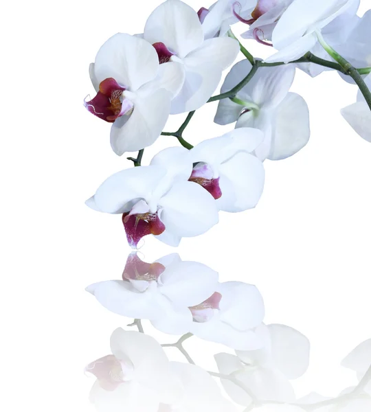 Weiße Orchidee isoliert — Stockfoto