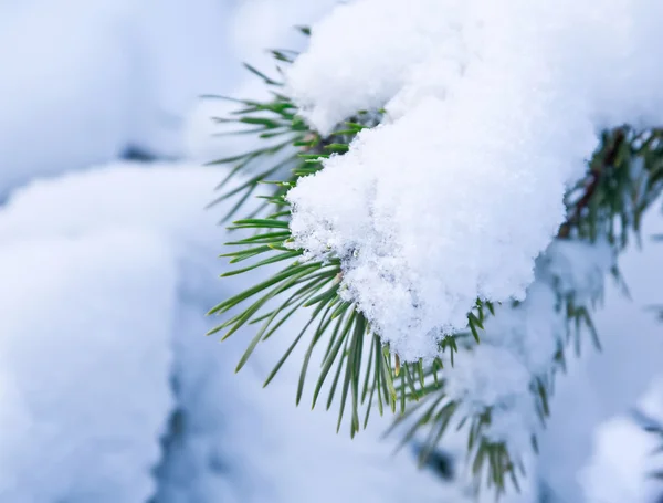 Karla kaplı çam ağacı dalları — Stok fotoğraf
