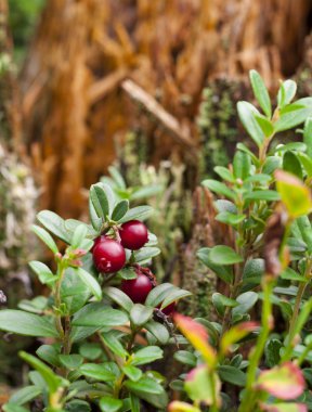 Olgun lezzetli cowberries