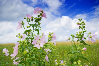 Wild mallow clipart