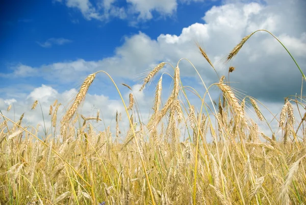 Wheat field — Stock Photo, Image