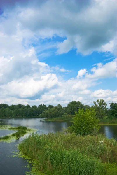 stock image Forest lake