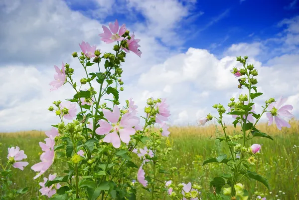 stock image Wild mallow