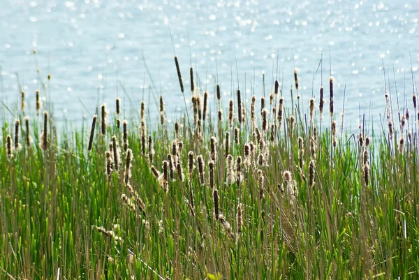 Kvetoucí reed — Stock fotografie