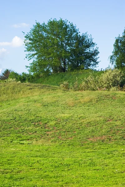 stock image Green fields