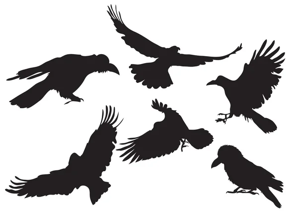 Crow silhouette — Stock Vector