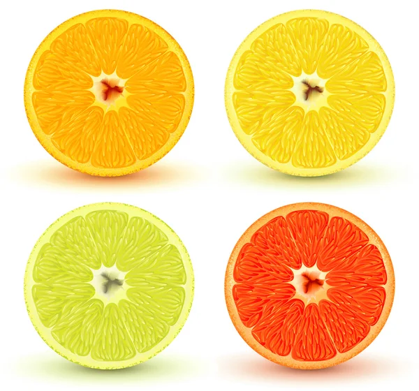 Citrus fruits — Stock Vector