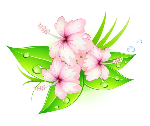 Flores de hibisco — Vetor de Stock