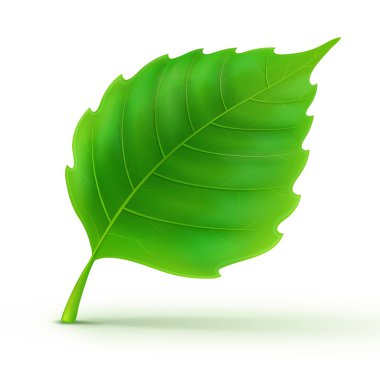 Cool green leaf clipart