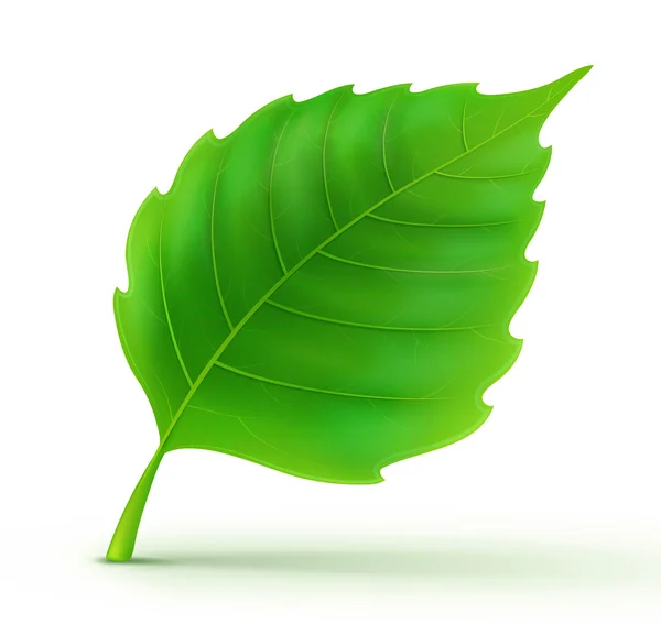 Холодный зелёный лист — стоковое фото