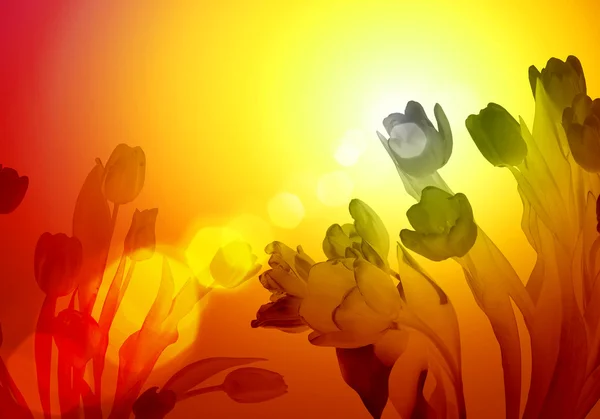 stock image Illustration of floral colour background