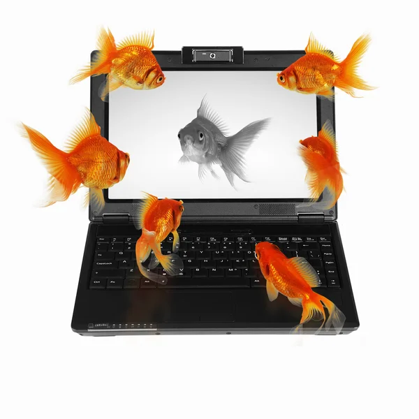 Guld fisk på anteckningsboken skärm — Stock fotografie