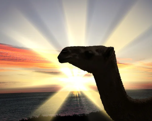 Голова верблюда на фоне неба — стоковое фото