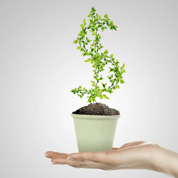 Ruka drží symbol měny zelených rostlin — Stock fotografie