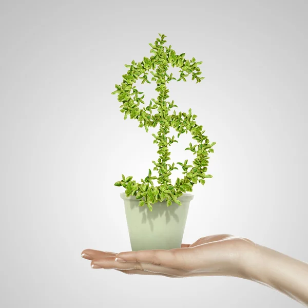 Hand met groene plant valutasymbool — Stockfoto