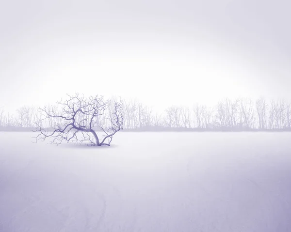 Bílý sníh strom — Stock fotografie