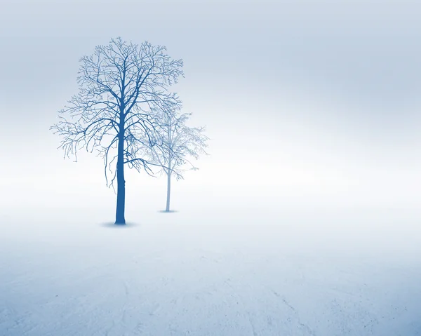 Valkoinen lumipuu — kuvapankkivalokuva