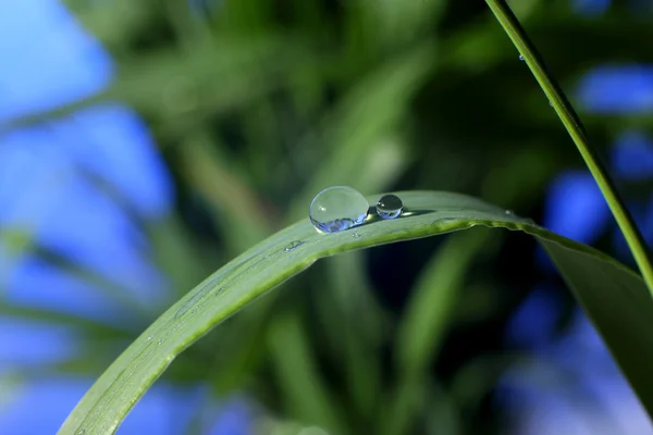 Drop of dew — Stock Photo, Image