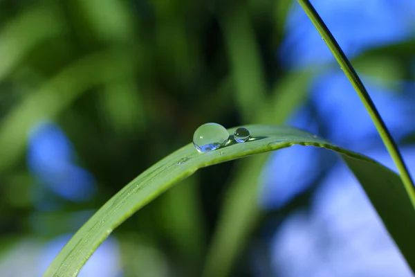 Tautropfen — Stockfoto