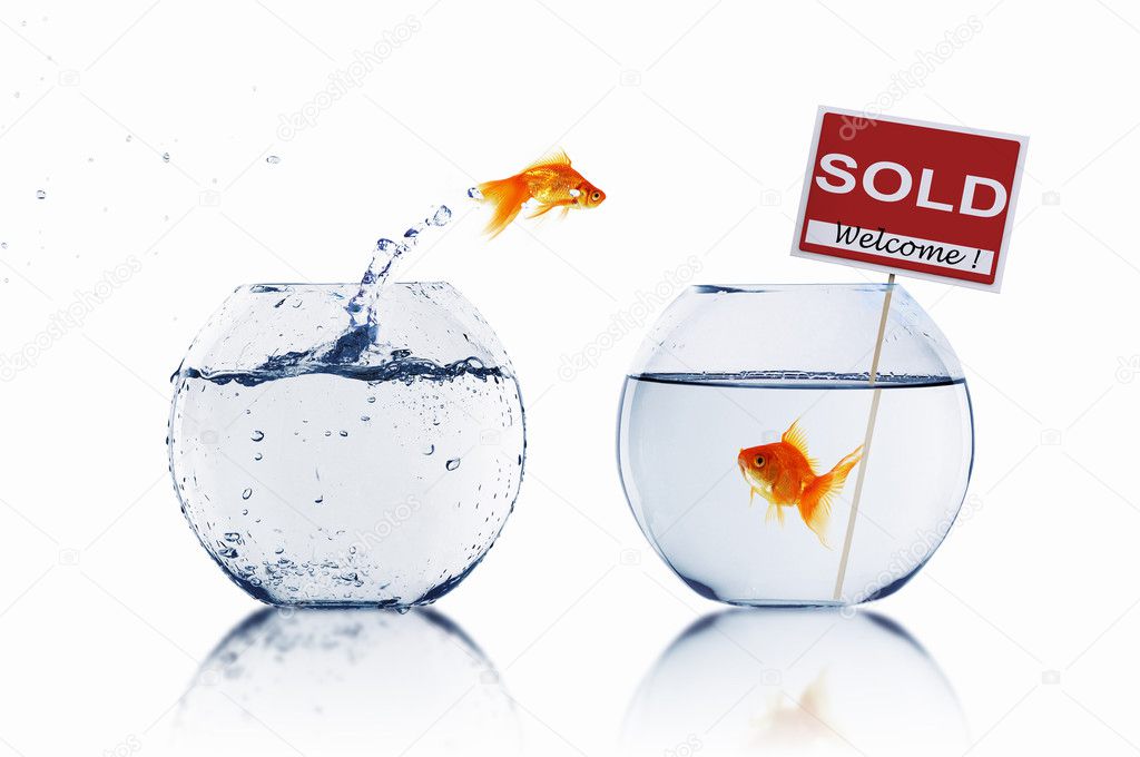 Gold fish in a fishbowl