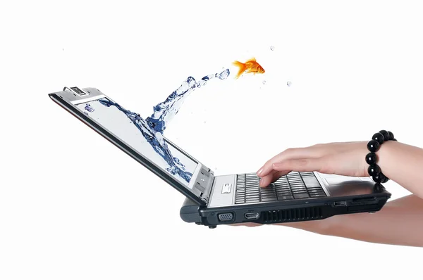 Gold fish on notebook screen — Stock Photo, Image