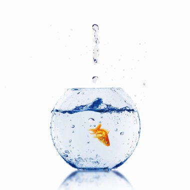 Gold fish in a fishbowl clipart