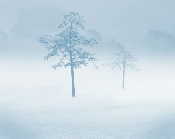 Árbol blanco de nieve —  Fotos de Stock