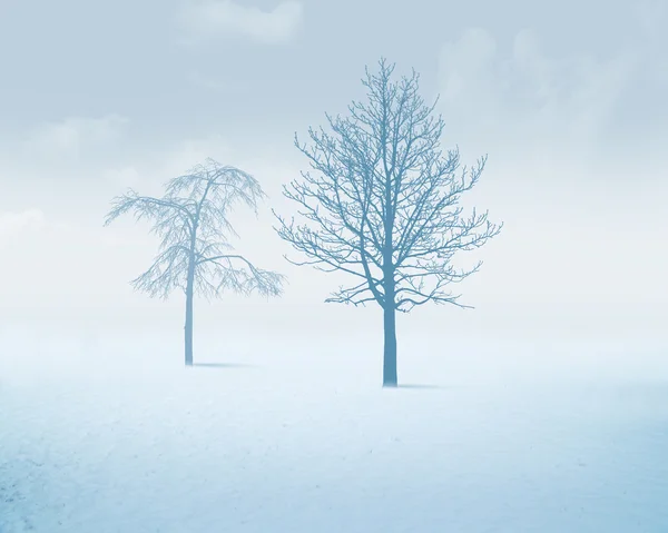Witte sneeuw boom — Stockfoto