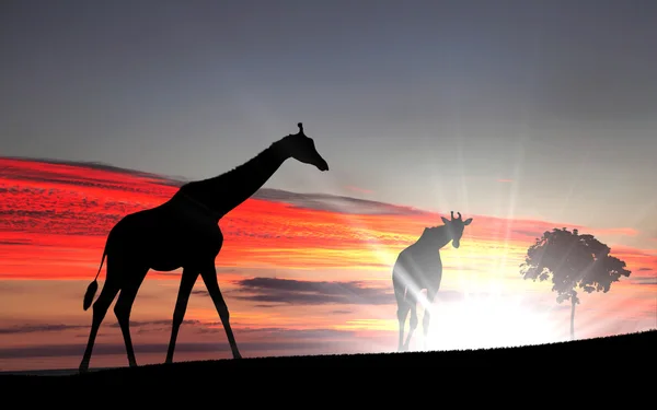 Girafffe agaisnt hemelachtergrond — Stockfoto
