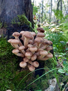 Mushrooms on a tree clipart