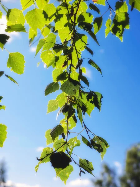 Foglie verdi contro un cielo blu — Foto Stock