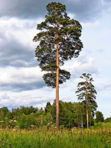 Paisagem com pinheiros — Fotografia de Stock