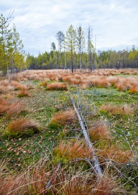 Autumn landscape with a bog. clipart