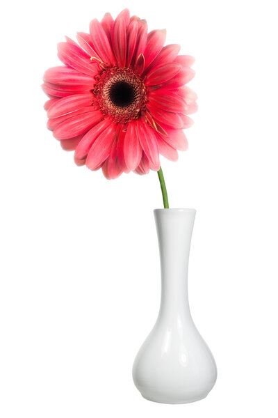 Pink flower in a white vase