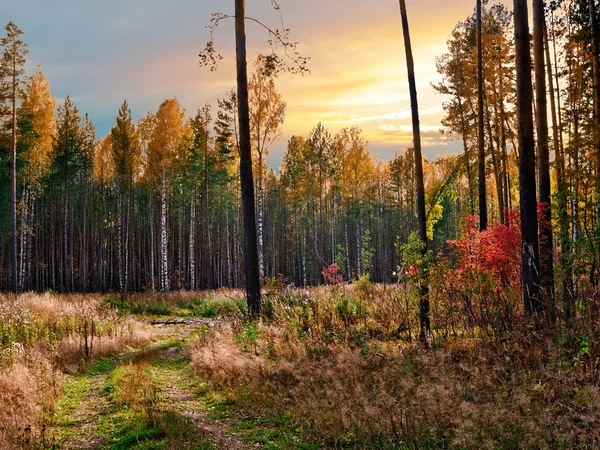 Evening in the autumn forest — Stock Photo, Image