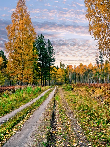 Evening in the autumn forest — Stock Photo, Image